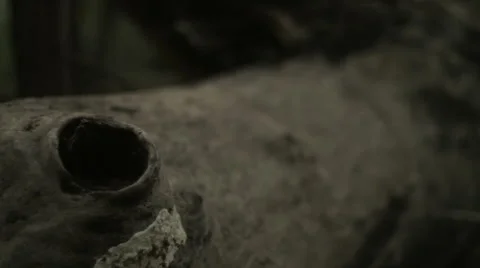 HOLLOW IN THE OLD LOG Stock Footage 68755664