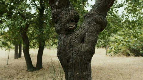 In the hollow of an old oak tree, the human eye is looking at you. Strange video Stock Footage 247129137