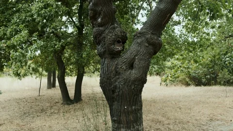 In the hollow of an old oak tree, the human eye is looking at you. Strange video Stock Footage 247321945