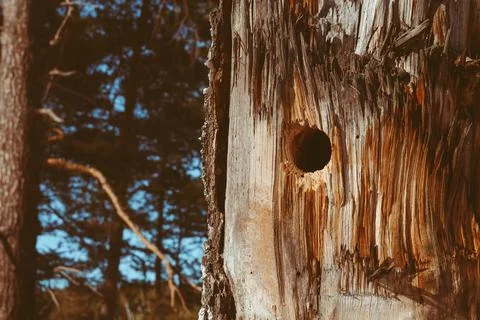 Hollow in an old tree in the forest Stock Photos
