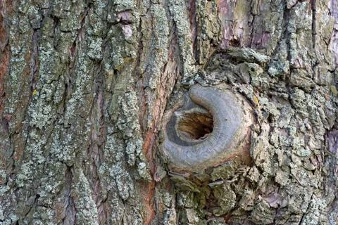 Hollow in the old tree. Stock Photos