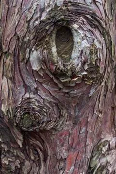 A Hollow from An Old Tree Stock Photos
