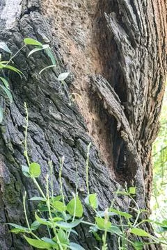 Hollow Old Tree Trunk with Cracks and Climbing Vine Shoots Stock Photos