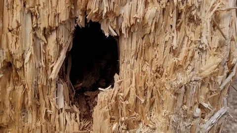 Hollow in an old tree. zoom in Video stock 188524153
