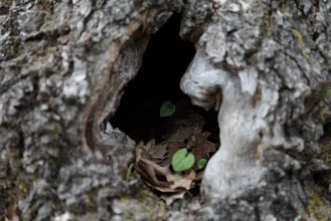 Hollow Stock Photos