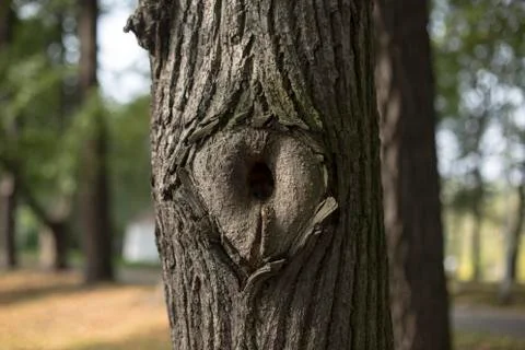 Hollow Stock Photos