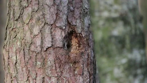 A hollow in a pine tree, 4K slomo Stock Footage 171859182