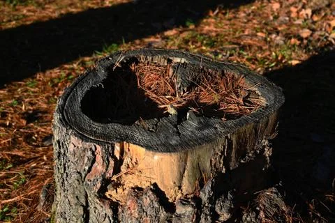Hollow Pine Tree Stump with Needles Stock Photos