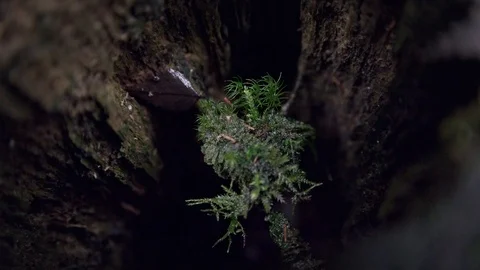 Hollow stump Stock Footage 108863036