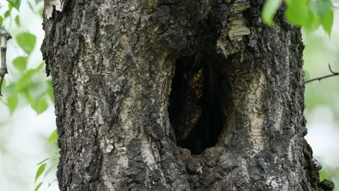 A hollow in a tree and a bird Stock Footage 129741106