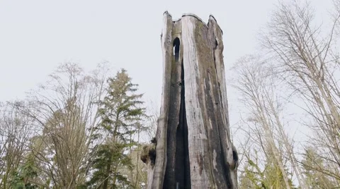 Hollow Tree attraction, Stanley Park, Vancouver BC Canada Stock Footage 48733079