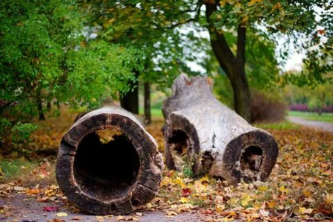 Hollow tree branches Stock-Fotos