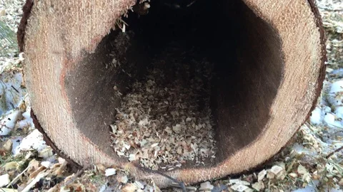 Hollow tree caused by bugs and parasites killing forests Stock Footage 85869197