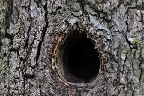 Hollow in a tree close-up  Stock Photos