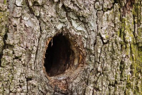 Hollow in a tree close-up  Stock Photos