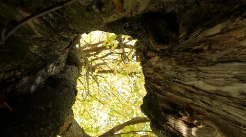 In the hollow of a tree falling leaves Stock Footage 68364807