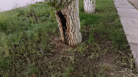 Hollow of a tree filled with garbage. Environmental pollution, careless attitude Stock Footage 317669763