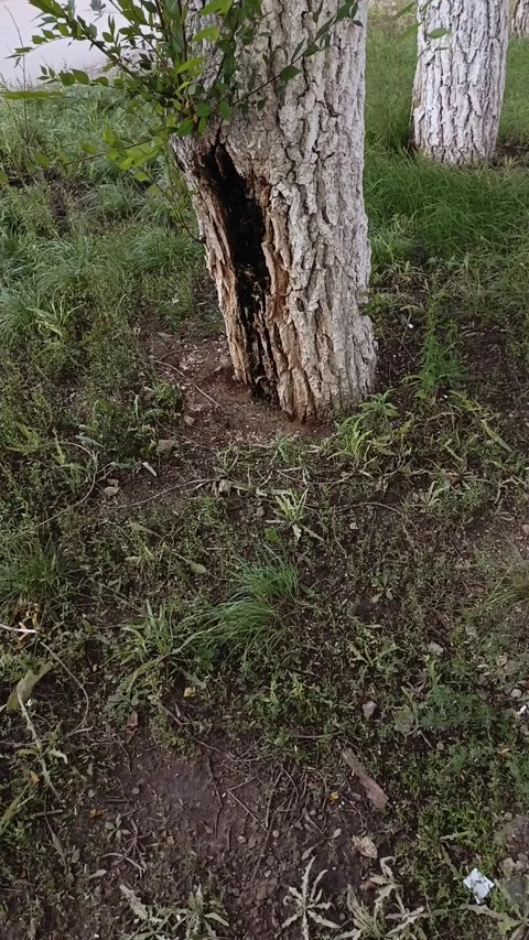Hollow of a tree filled with garbage. Environmental pollution, careless attitude Video stock 317669777