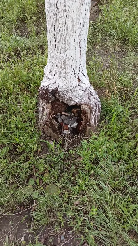 Hollow of a tree filled with garbage. Environmental pollution, careless attitude Stock Footage 317669786