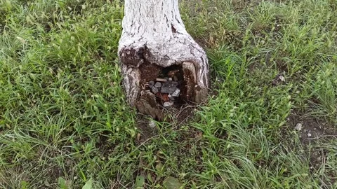 Hollow of a tree filled with garbage. Environmental pollution, careless attitude Stock Footage 317669798