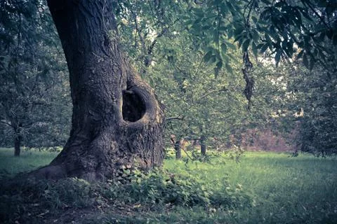 Hollow in the Tree Filtered Stock Photos