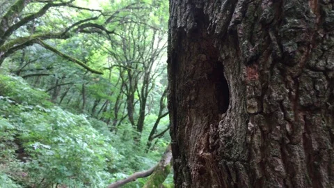 A hollow in a tree Stock Footage 78003390