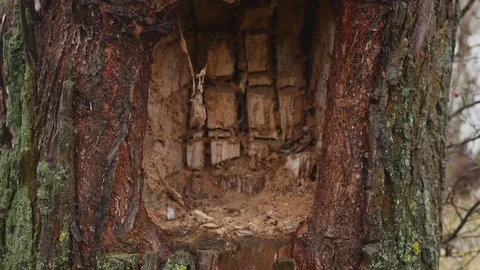 Hollow in a tree Stock Footage 83779941