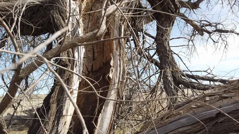 The Hollow Tree Stock Footage 106262867