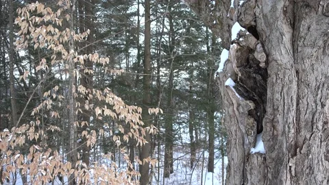 Hollow Tree Stock Footage 167766750
