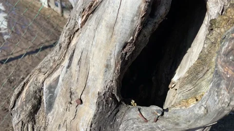 A hollow in a tree. Video stock 172133558