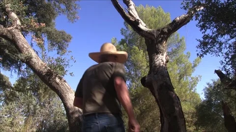 Hollow tree hide-out Video stock 41353915