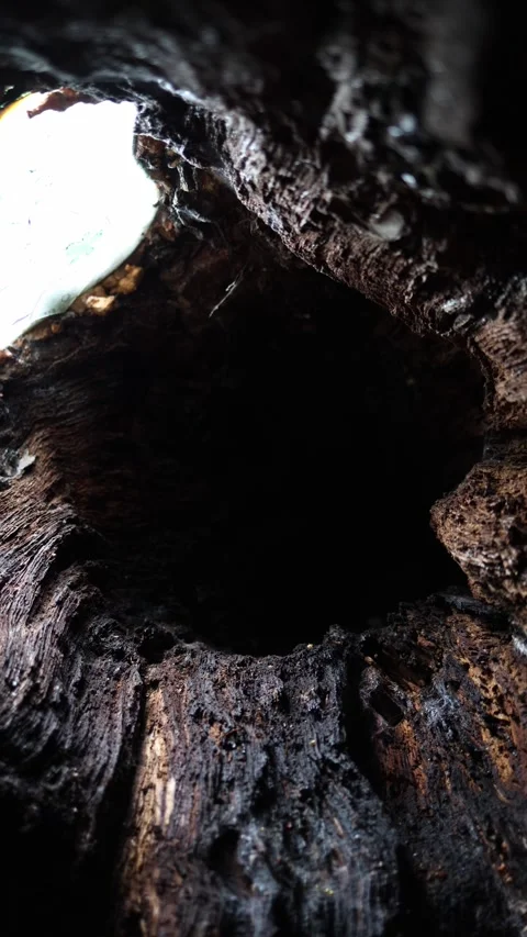 Hollow tree interior dark textured wood natural decay detail 库存影片 330904019