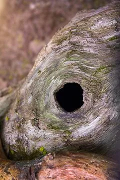 The hollow of a tree located in a large forest, close, background, selectiv.. Stock Photos