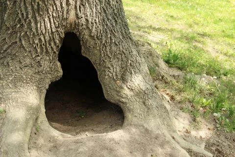 A hollow in a tree Stock Photos