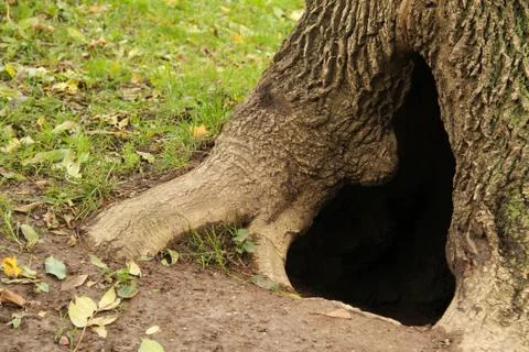 A hollow in a tree Stock Photos