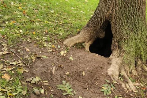 A hollow in a tree Stock Photos