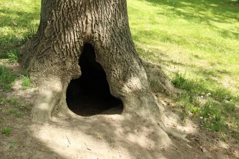 A hollow in a tree Stock Photos