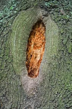 Hollow in tree Stock Photos