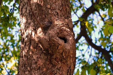 Hollow in the Tree Stock Photos