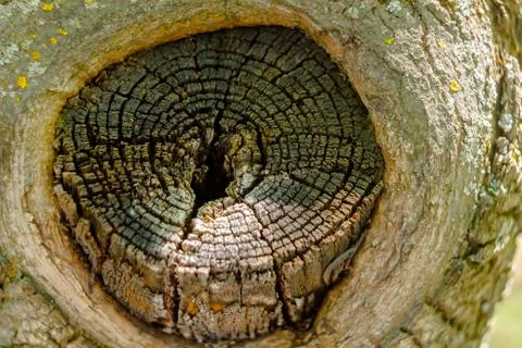 Hollow In Tree Stock Photos
