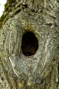 Hollow in the tree Stock Photos