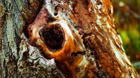 Hollow on the tree Foto stock
