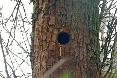 Hollow in a tree Stock Photos