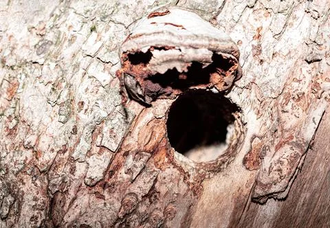 Hollow in a tree Stock Photos