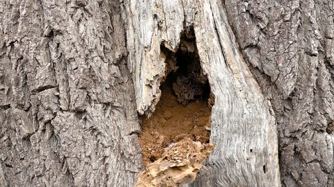 Hollow tree with rotten and destroyed insects 스톡 동영상 123573201