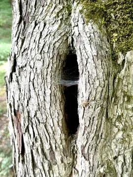 Hollow Tree Trunk Covered with Moss and Spider Web in Forest. Stock Photos