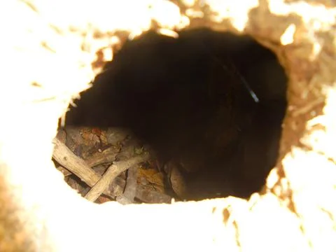 Hollow tree trunk interior with leaf litter on forest floor in daylight Stock Photos
