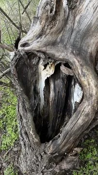 Hollow Tree Trunk with Natural Texture in Forest Environment Stock Photos