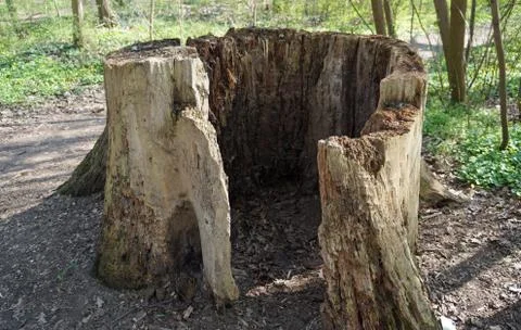 Hollow tree trunk Stock Photos