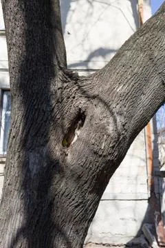 Hollow of a tree trunk. Stock Photos
